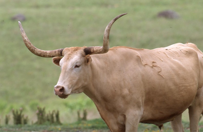 Brands are visible on this cream-colored longhorn bull