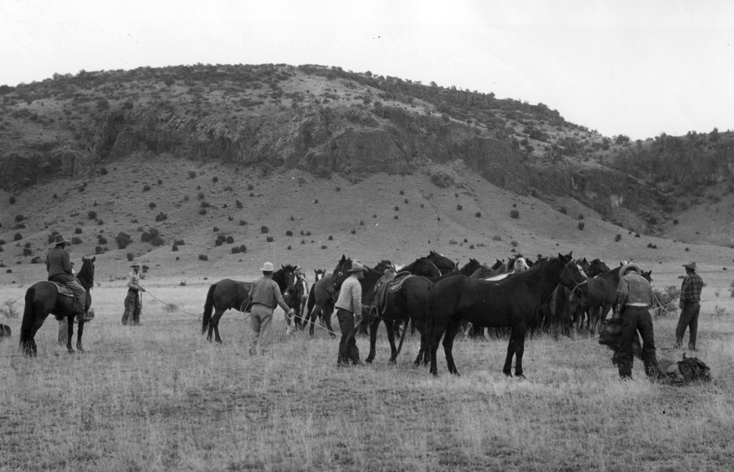 Cowboys on foot and on horseback round up horses