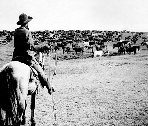 A cowboy holding a lasso looks at a large herd of cattle in the distance